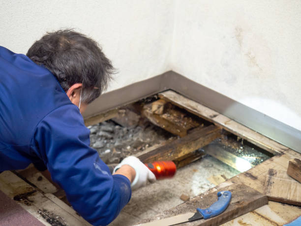 Best Health and Safety Mold Remediation in Othello, WA