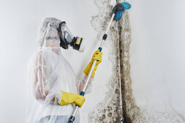 Best Mold Remediation for Specific Building Types in Othello, WA